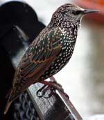 Starling Facts for Kids