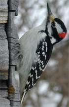 Woodpecker Facts for Kids