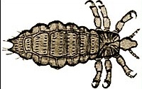 Chewing Lice Facts & Information for Kids
