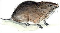 Vole Facts & Information for Kids