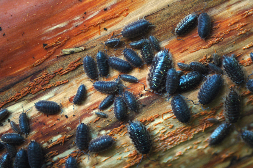 Is Your Home A Pill Bug Habitat? - Bug Science Projects for Kids