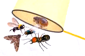 Pest Quest, Season 1, Episode 2: You dirty rat, why moths love light and don't let the bed bugs