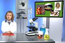Pest Quest, Season 1, Episode 13: Beetle body basics, how to flea-proof Fido and the ant that's not really an ant!