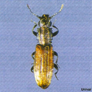 Merchant Grain Beetles - Facts about Beetles for Kids