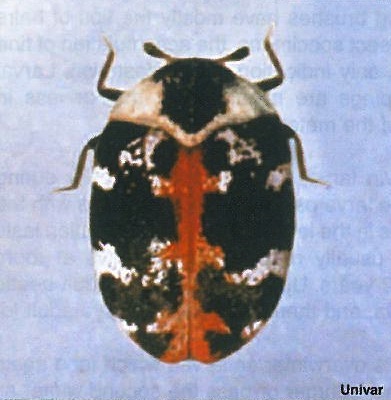 Carpet Beetles - Beetle Facts for Kids