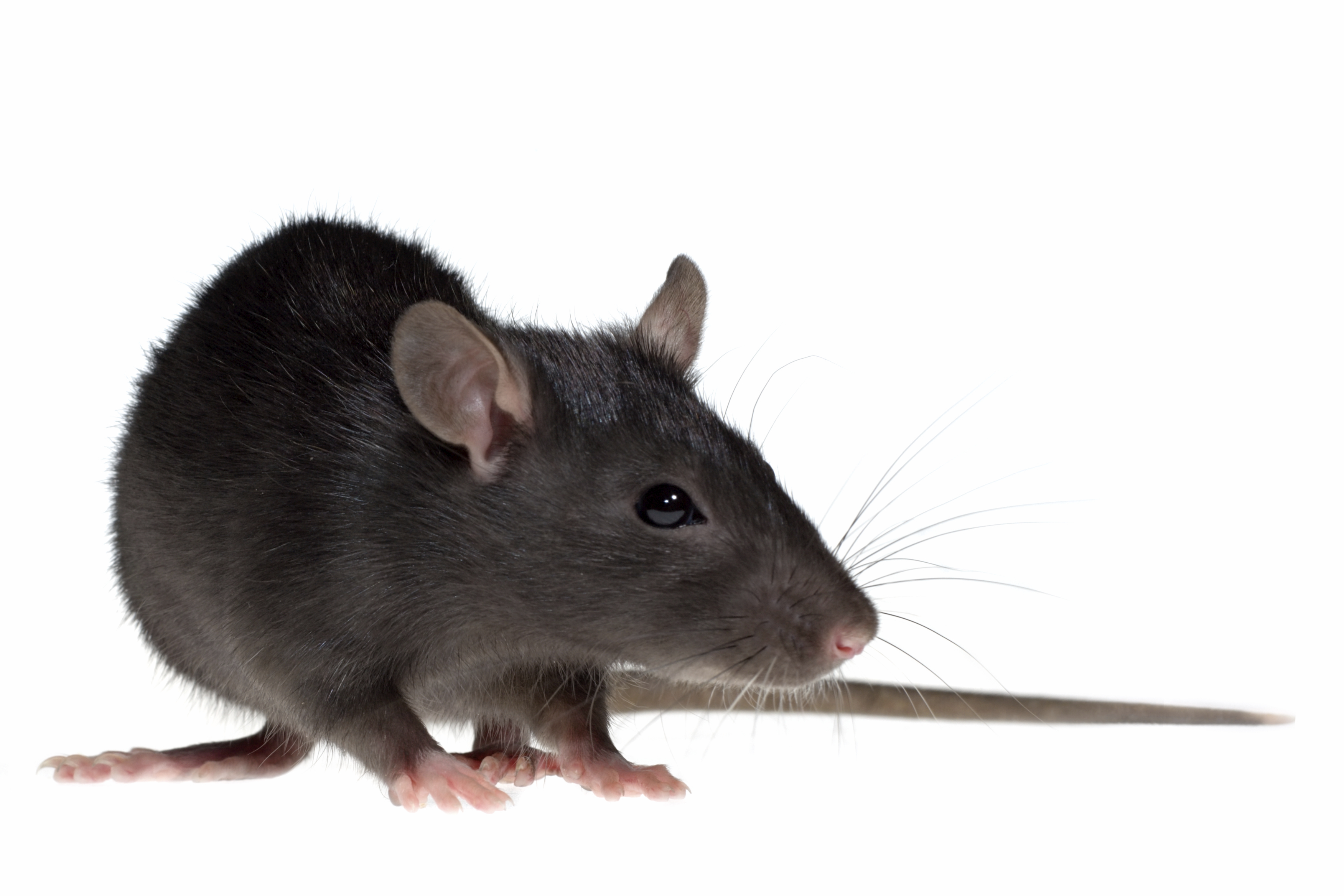 Roof Rat Facts for Kids – PestWorld for Kids