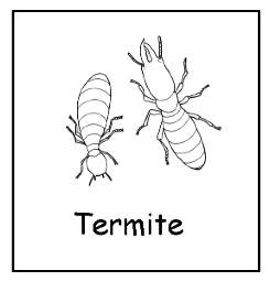 Grades 3-5: Termitology - Insect Lesson Plans for Kids