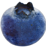 A large blueberry is about the size of a brownbanded cockroach - How Big Can a Cockroach Get?