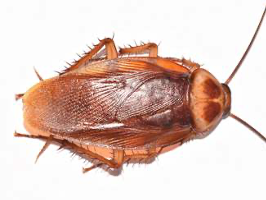 An American cockroach is about the size of a cucumber slice - How Big Can a Cockroach Get?
