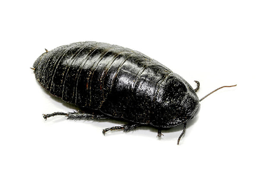 A giant burrowing cockroach is about the size of an avocado - How Big Can a Cockroach Get?