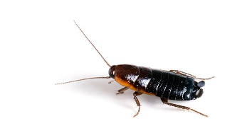 An Oriental cockroach is about the size of a Cheez-It - How Big Can a Cockroach Get?