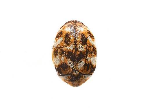 Carpet Beetle - How Many Species of Beetle Are There?