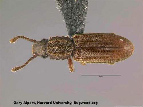 Merchant Grain Beetle - How Many Species of Beetle Are There?