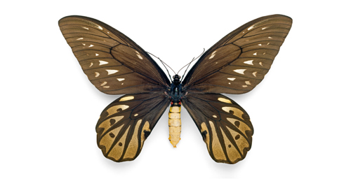 Queen Alexandria’s Birdwing - What is the Biggest Bug in the World?