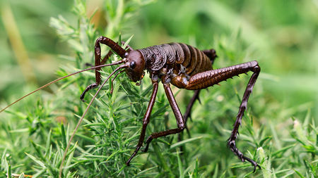 Giant Weta - What is the Biggest Bug in the World?