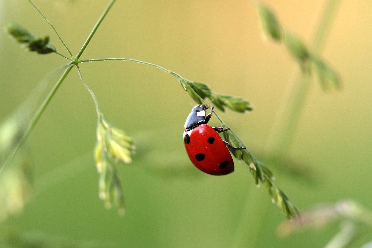 ladybug-1480102_1280.jpg