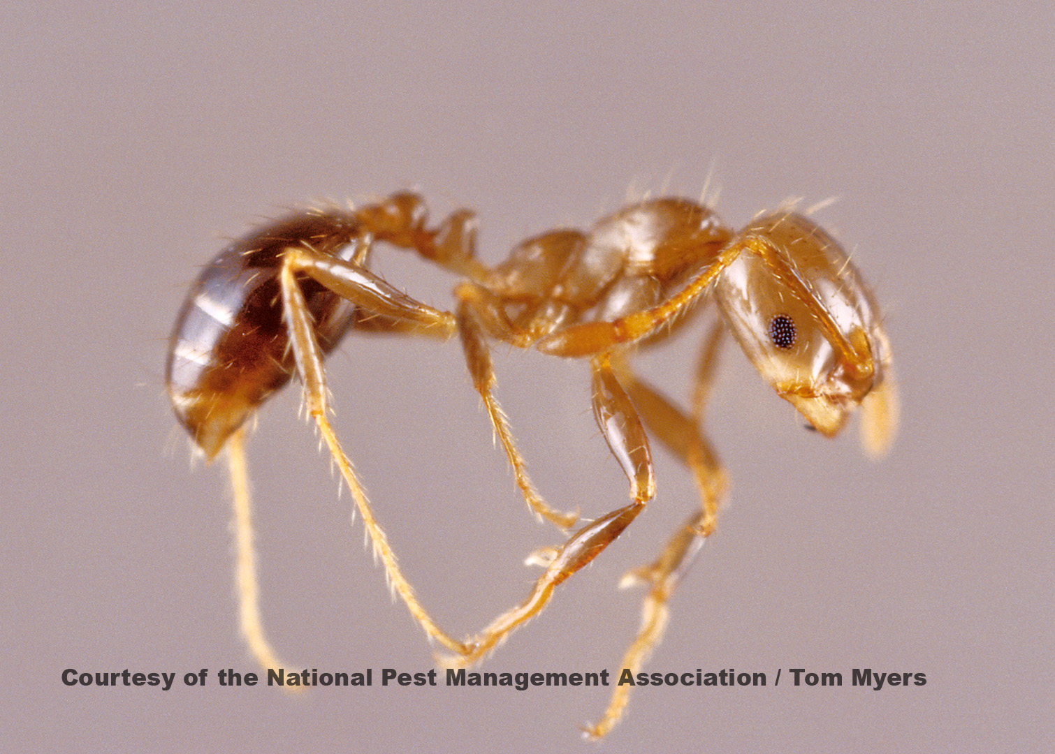 Red Imported Fire Ant Information - Fun Ant Facts from PestWorld for Kids