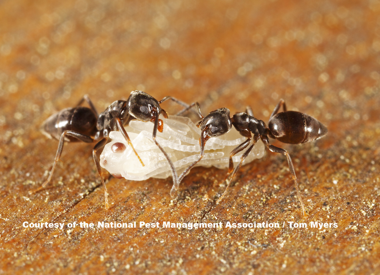 Odorous House Ant Information - Fun Ant Facts from PestWorld for Kids