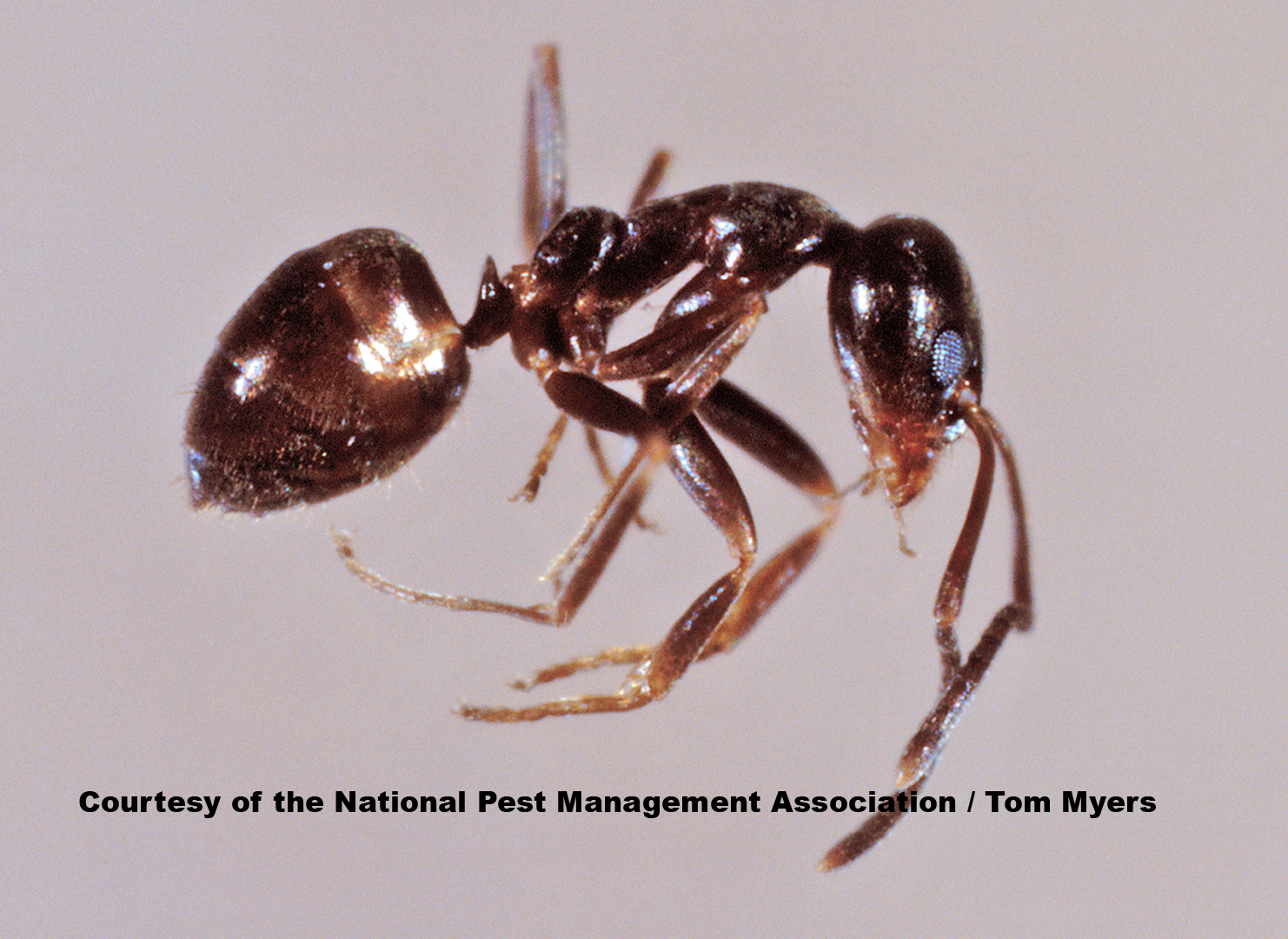 Argentine Ant Information - Fun Ant Facts from PestWorld for Kids