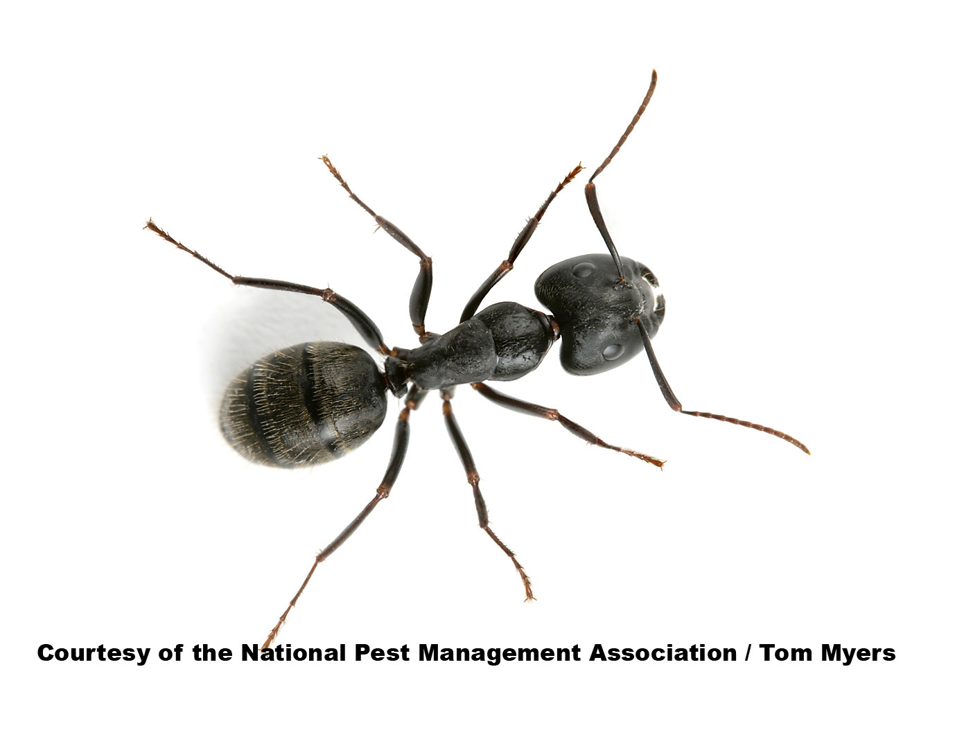 Carpenter Ant Information - Fun Ant Facts from PestWorld for Kids