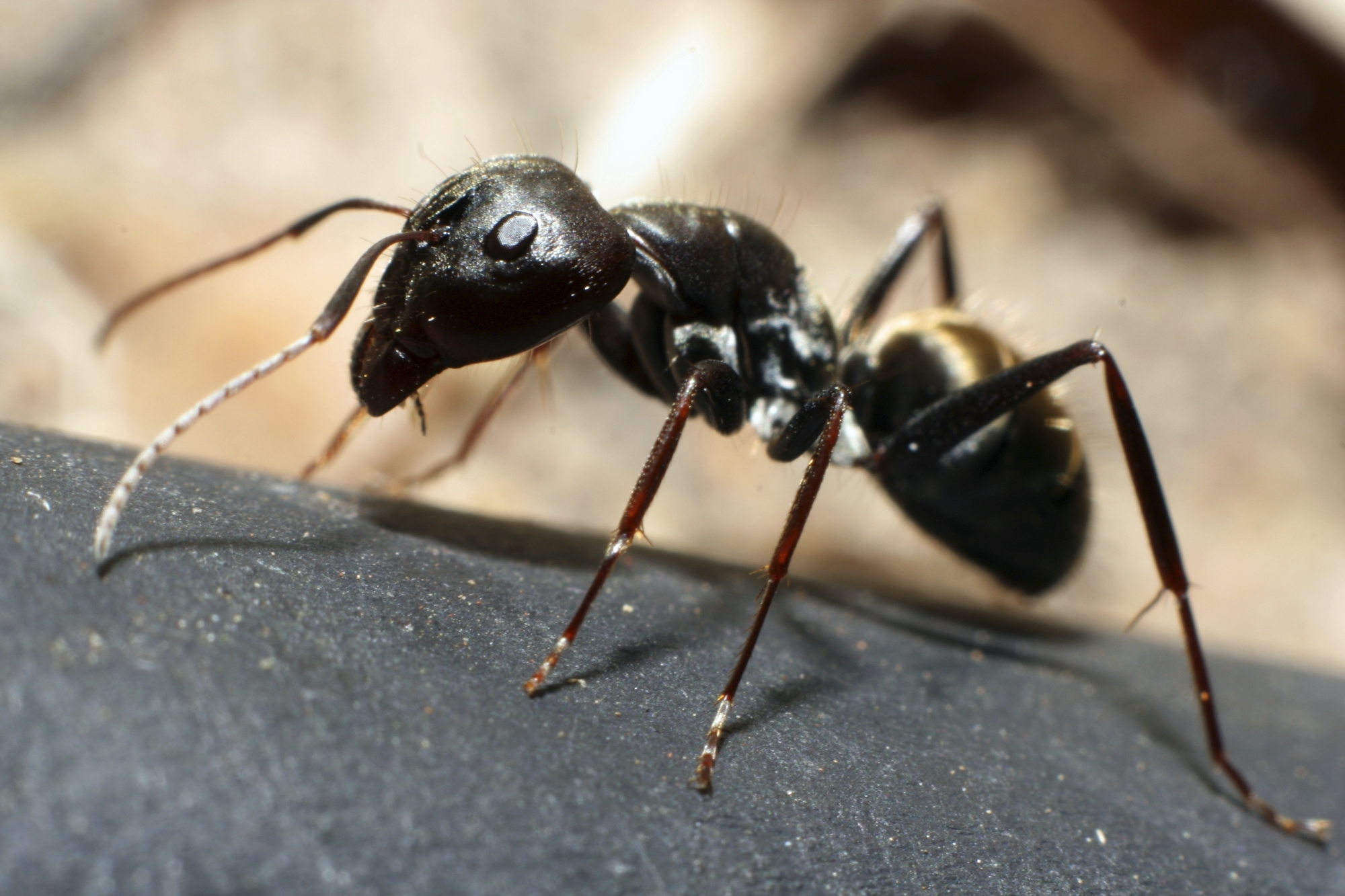 Pavement Ant Information - Fun Ant Facts from PestWorld for Kids