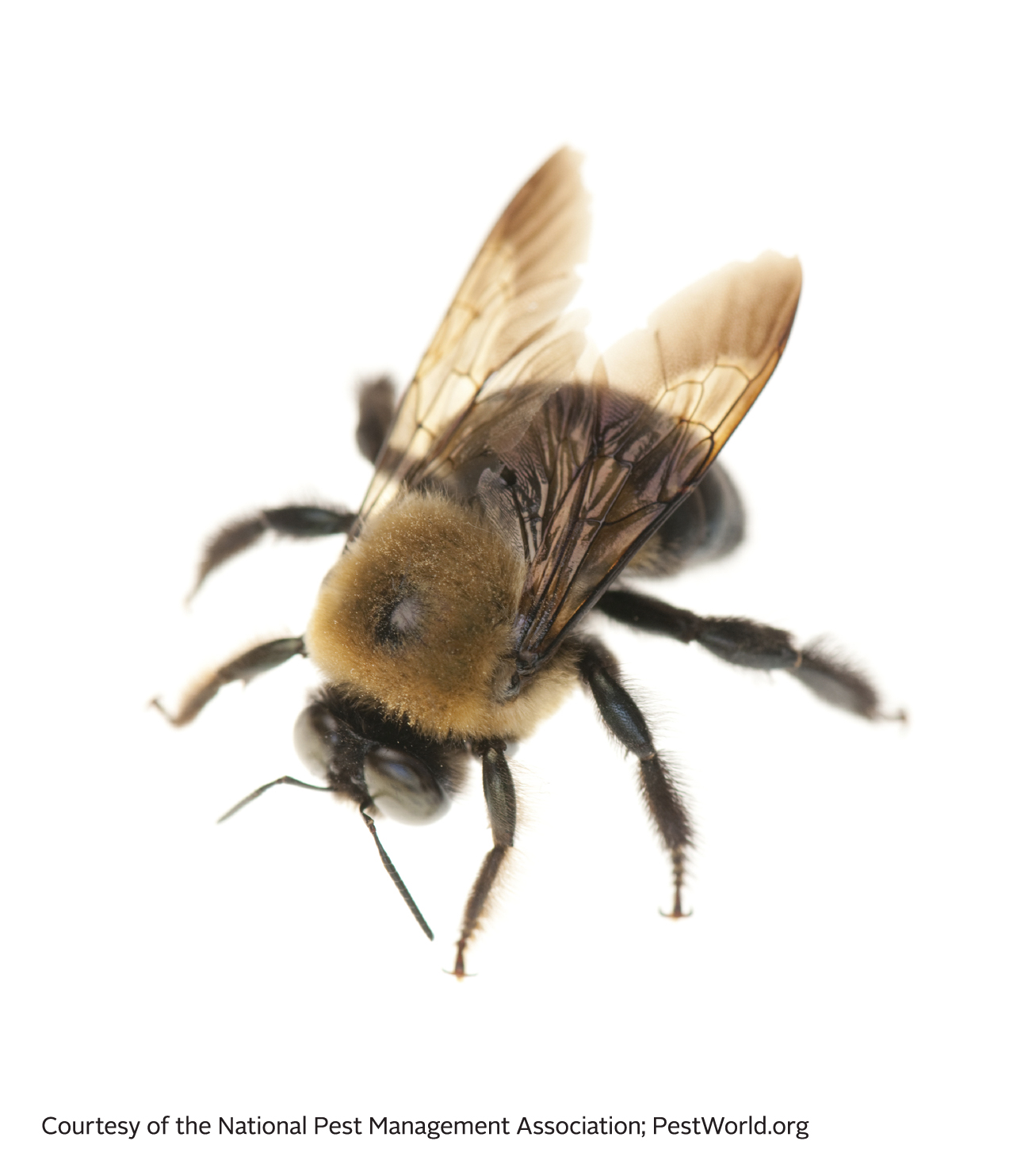 Carpenter Bees - Bee Facts for Kids