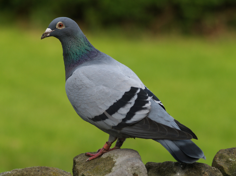 Information about Pigeons for Kids