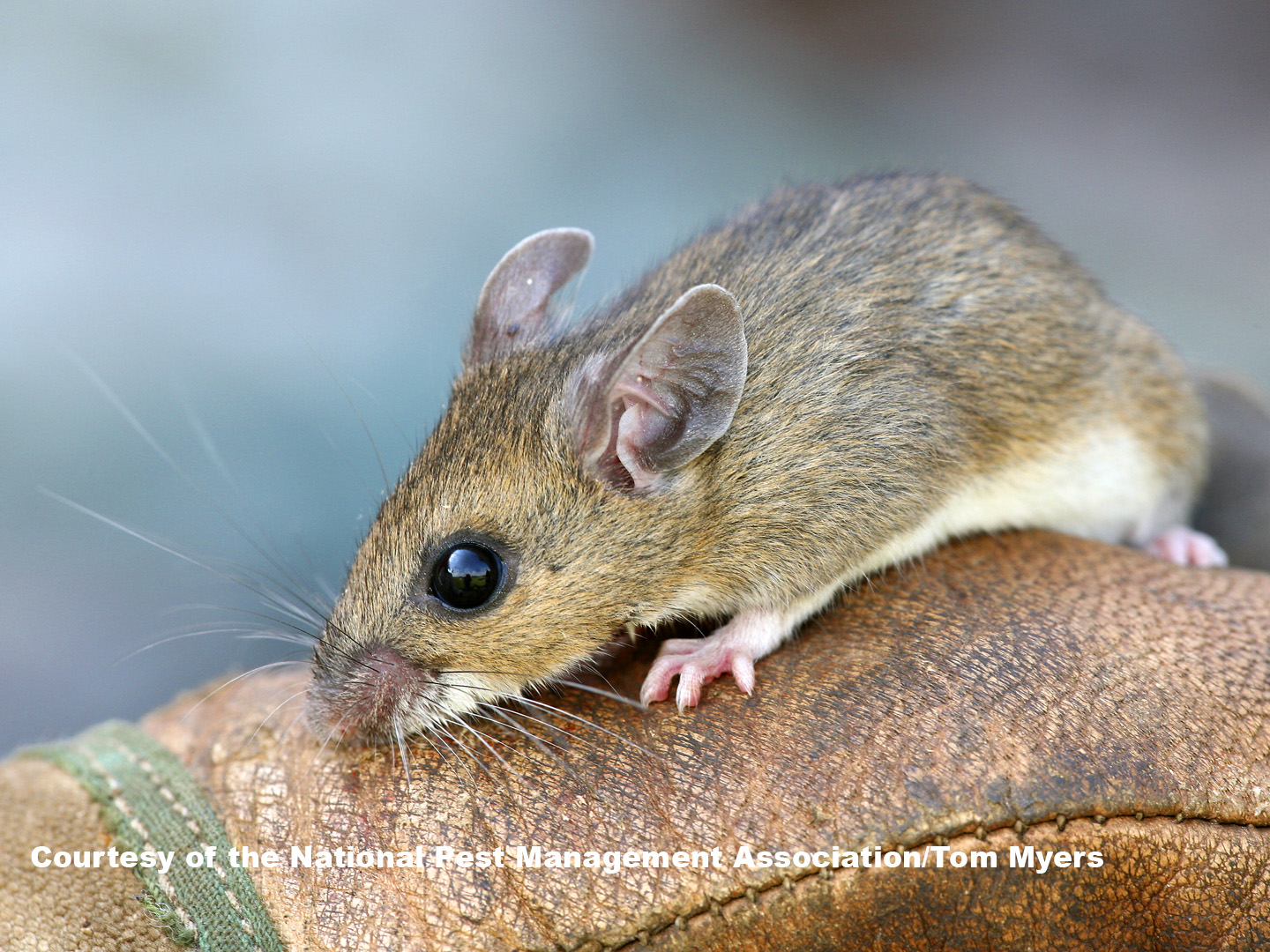 Deer Mice - Mouse Facts for Kids