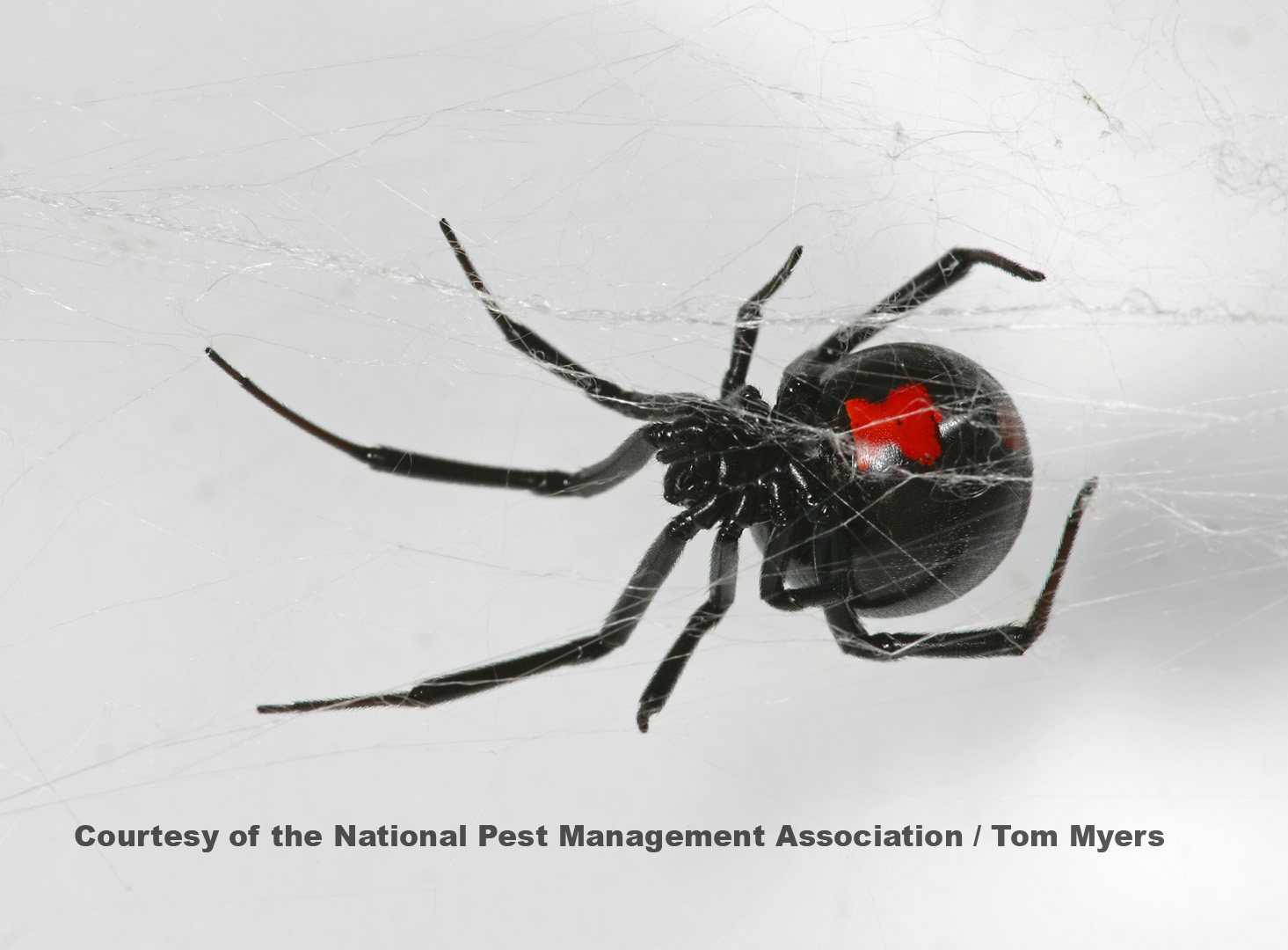 Black Widow Spiders: Arachnid Facts for Kids