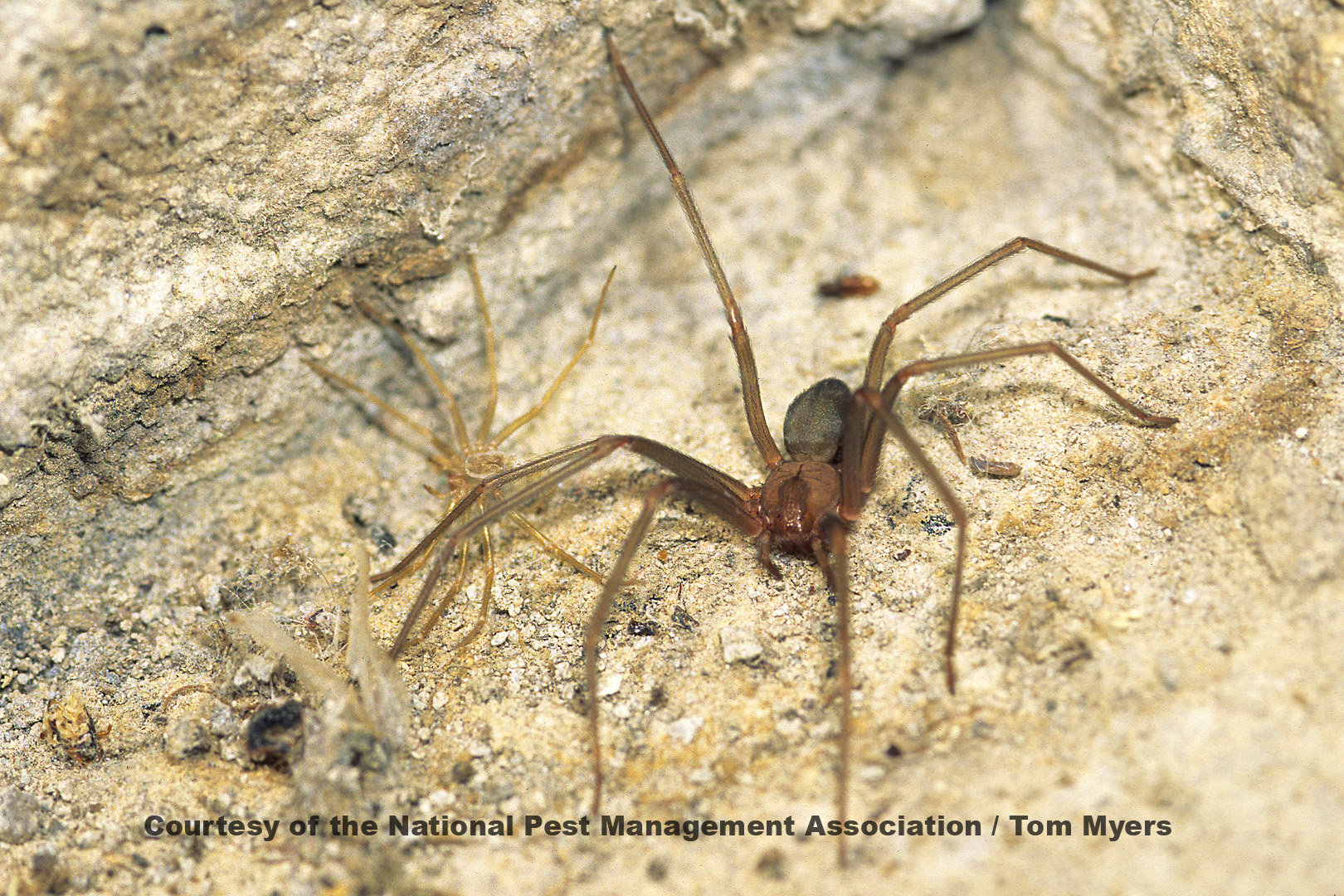 Brown Recluse Spiders - Spider Information for Students