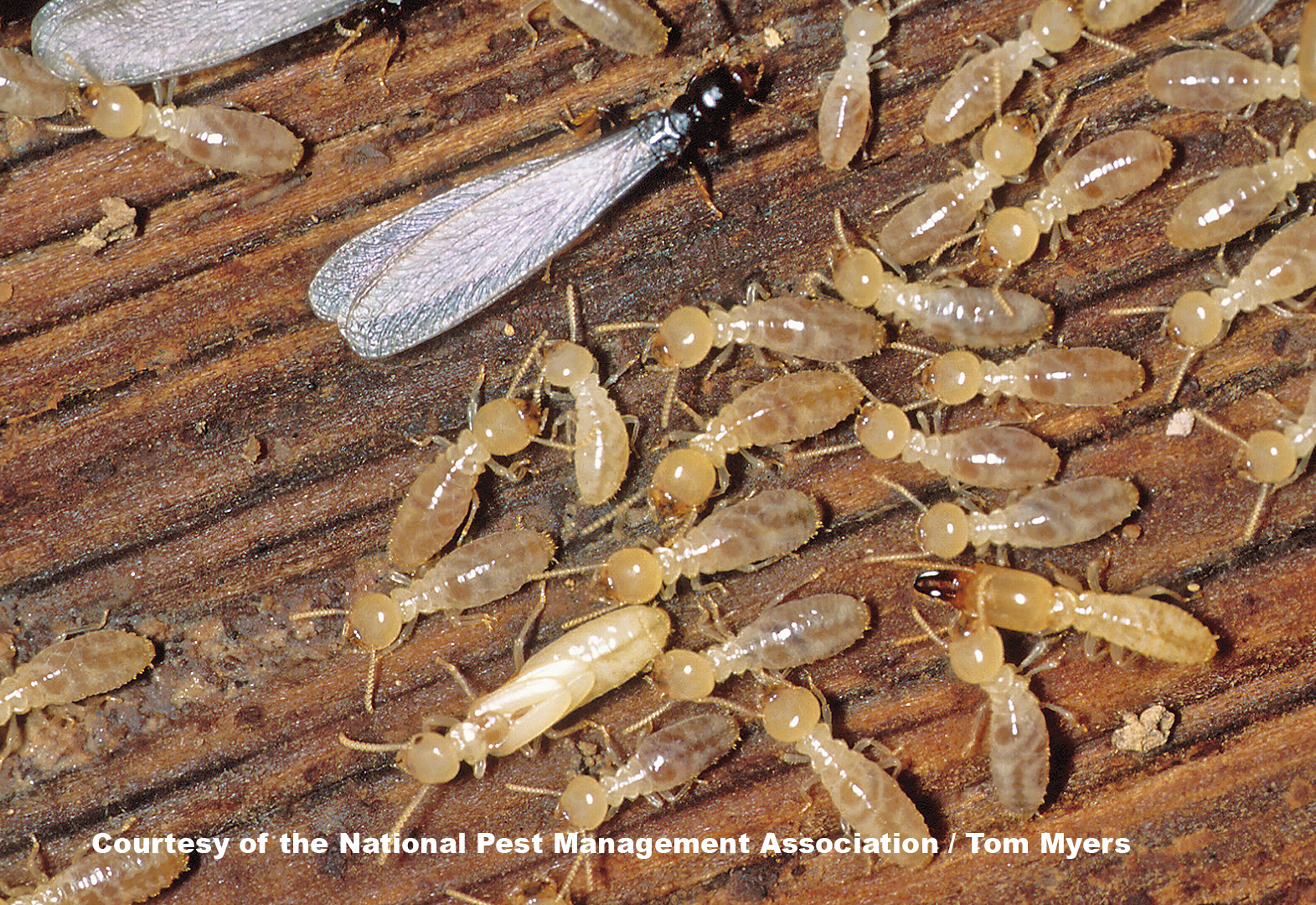 Subterranean Termites - Termite Facts for Kids