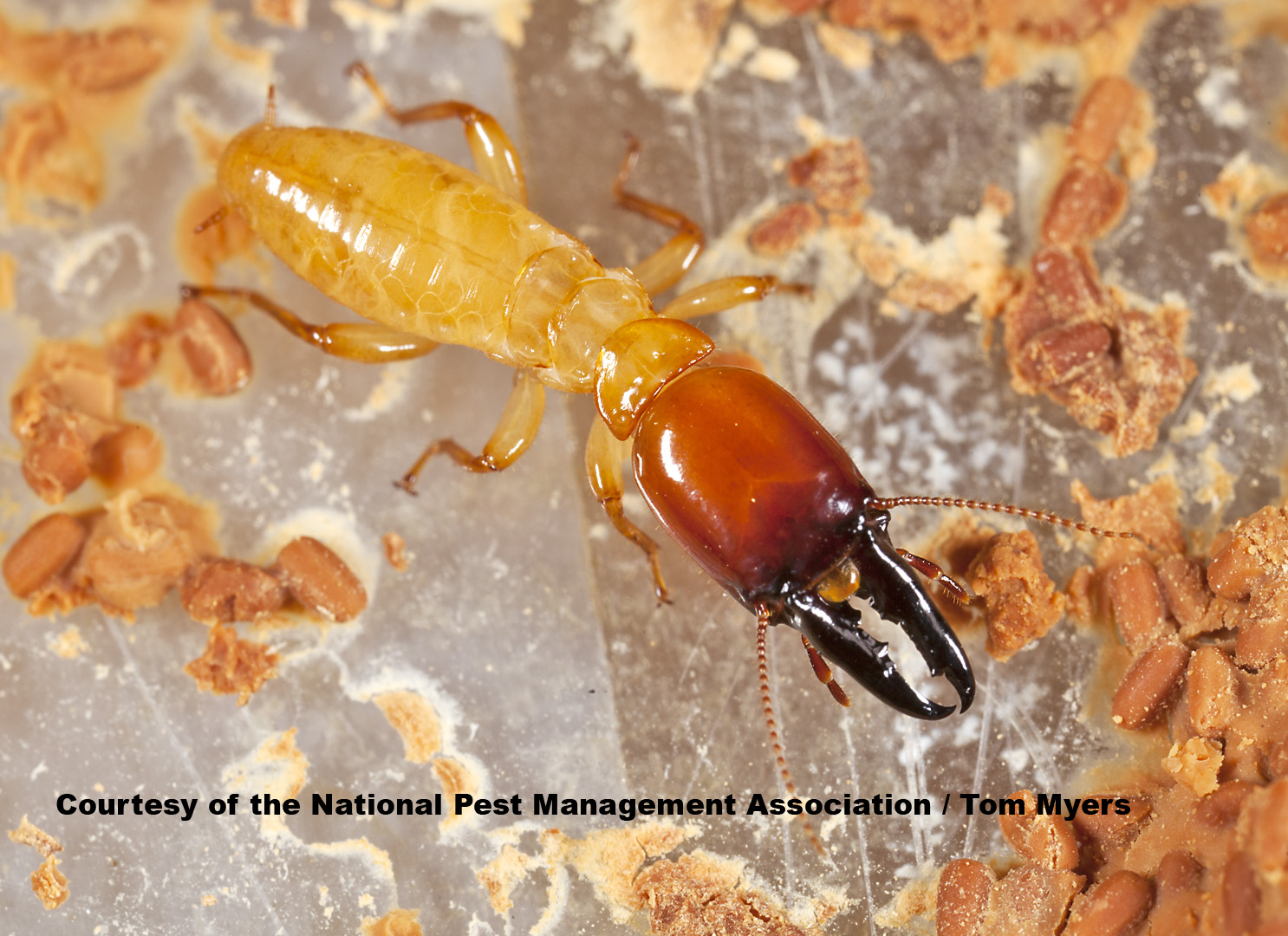 Dampwood Termites - Termite Information for Kids