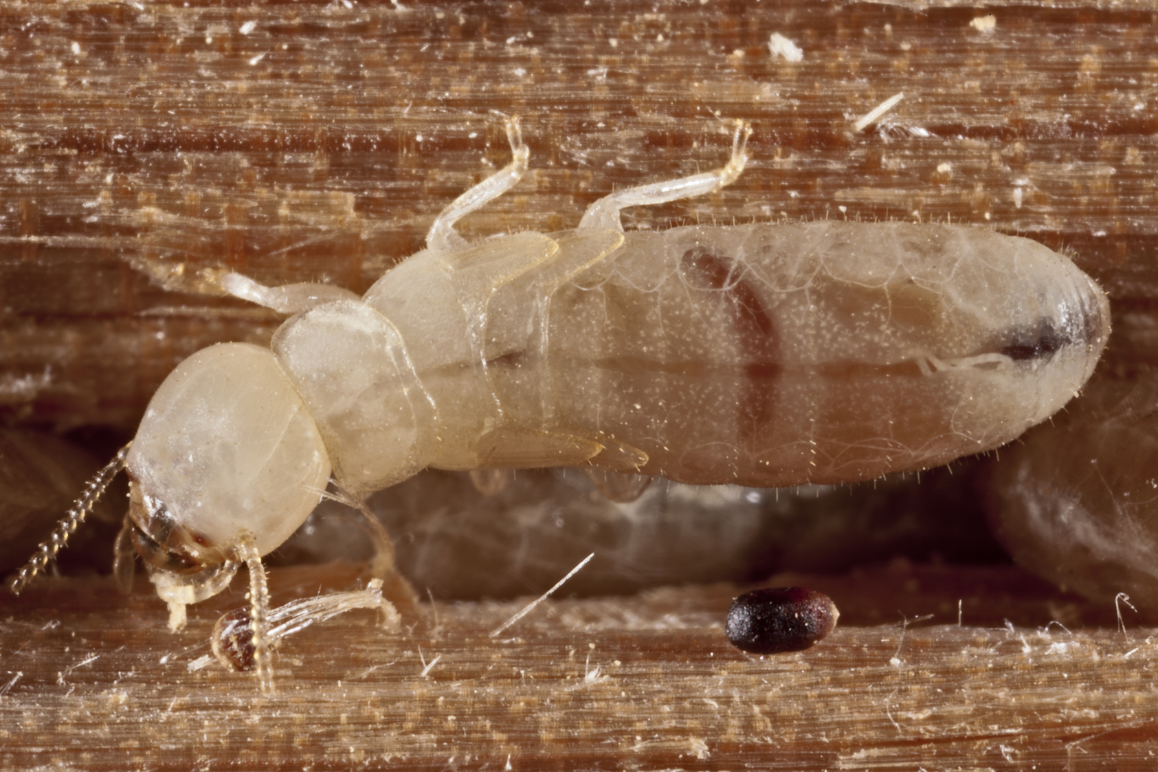 Drywood Termites - Termite Facts for Kids