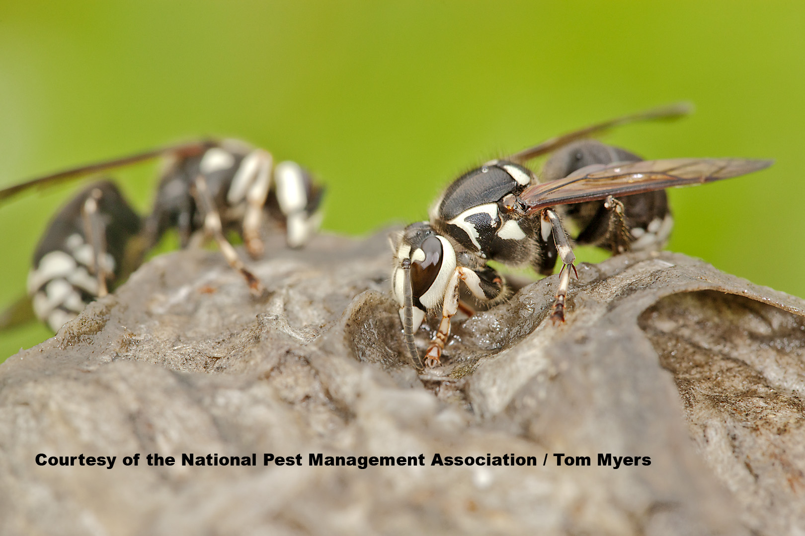 Bald-Faced Hornets - Wasp Information for Kids