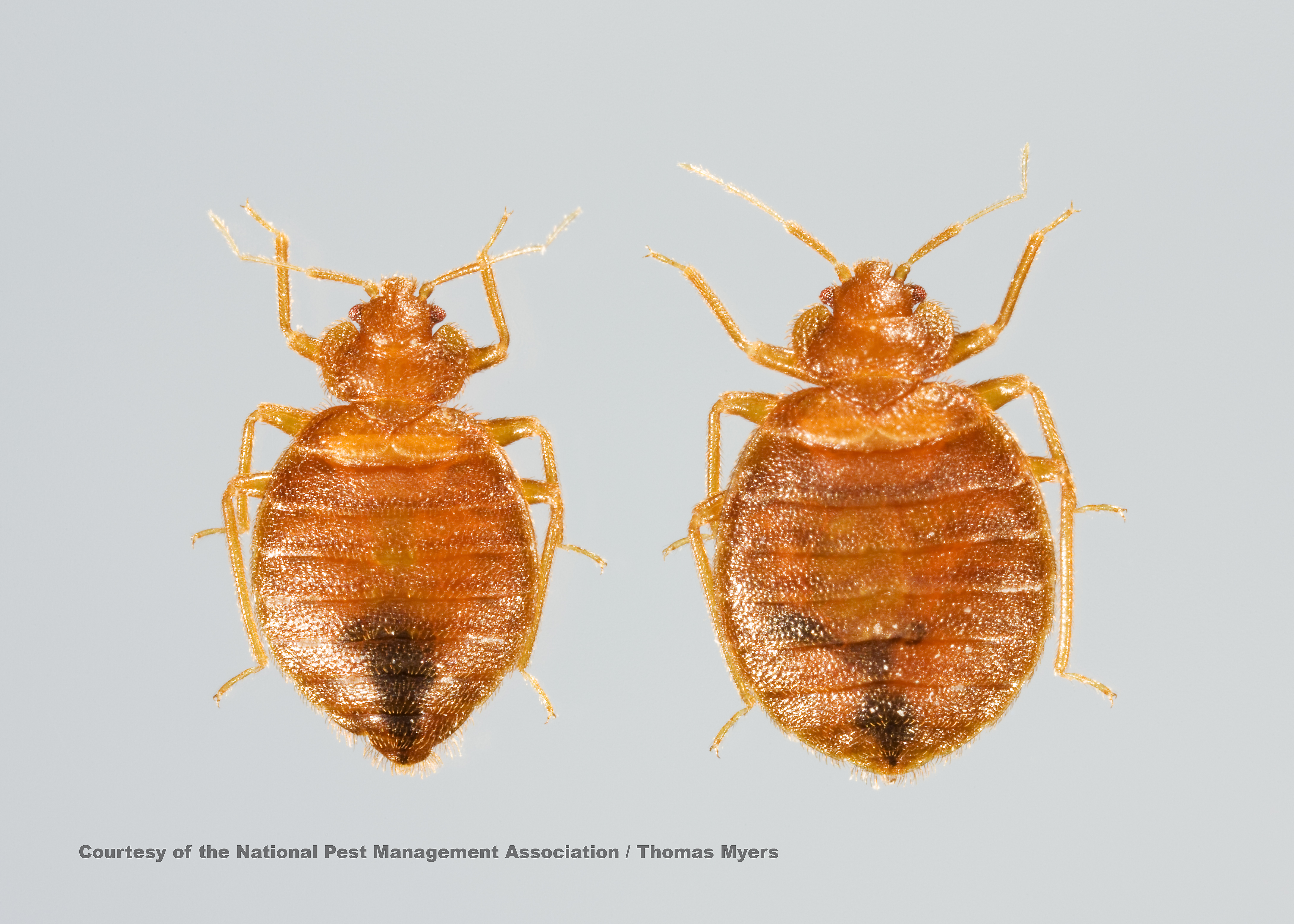 Bed Bug Facts and Prevention Information from PestWorld for Kids