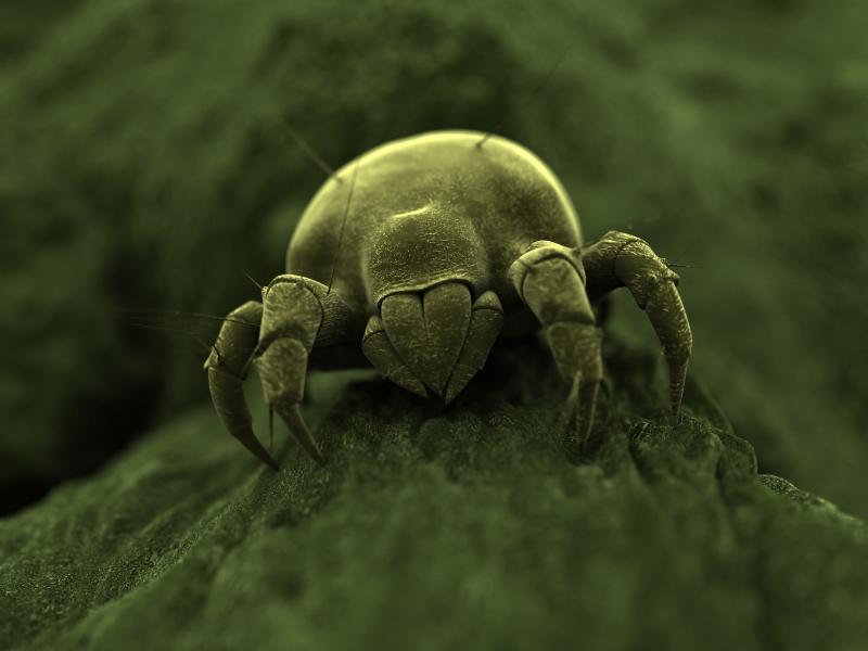 Small Green Dust Mite