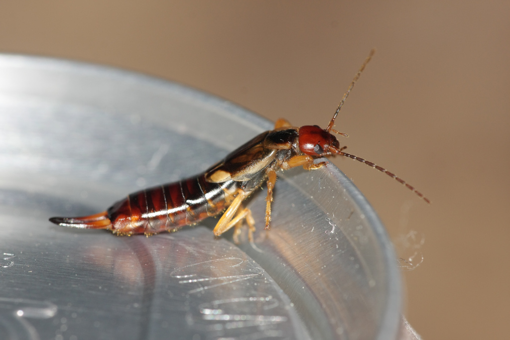 Earwig Facts & Information for Kids