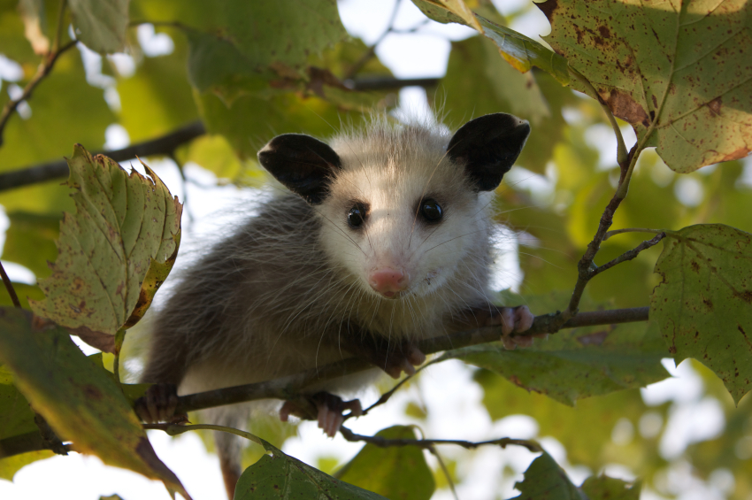 Facts about Opossums for Kids -  Information from PestWorld for Kids