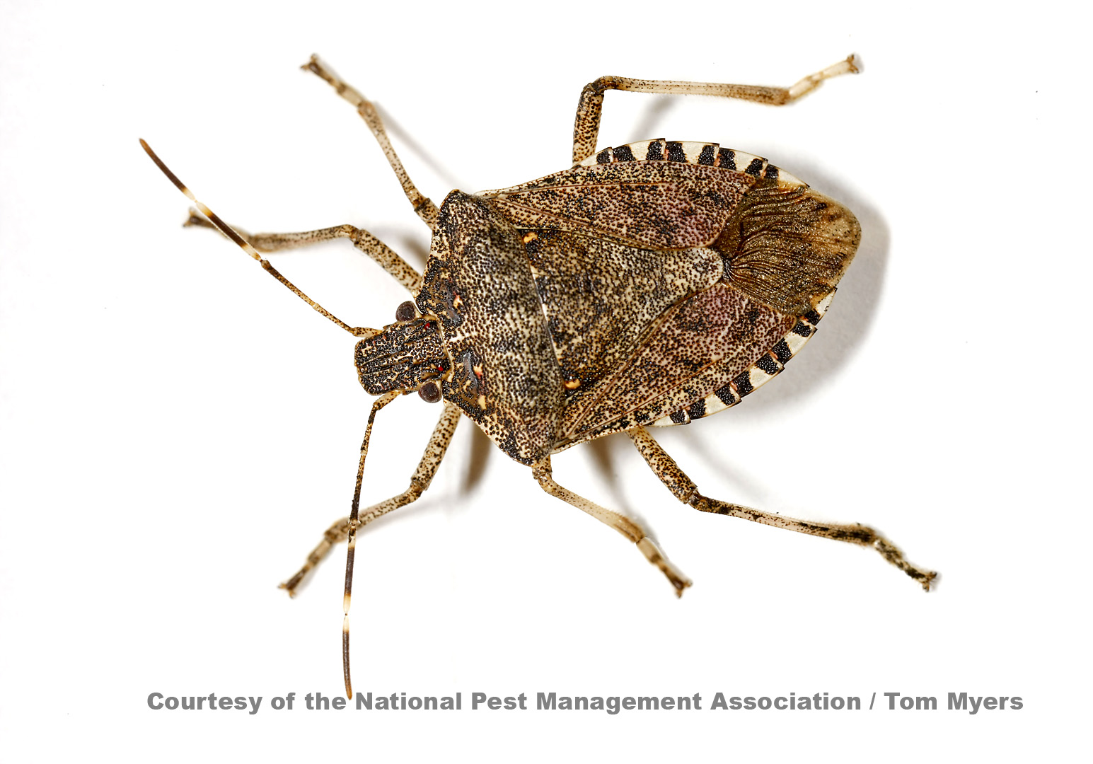 Stink Bug Facts & Information from PestWorld for Kids