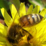 Killer Bees - Bee Information for Kids