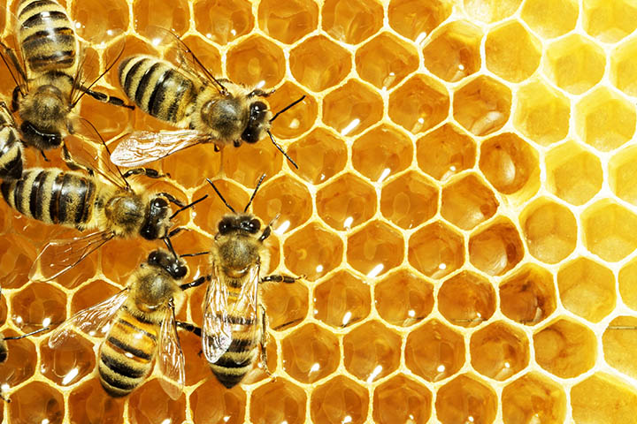 2022 720X480headers 0006 Small Bee Honeycomb