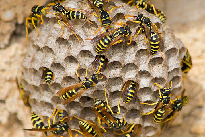 2022 720X480headers 0013 Small Wasp Hive