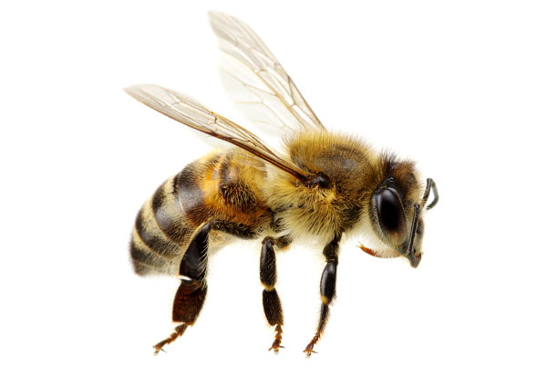Videothumbnails Honeybee
