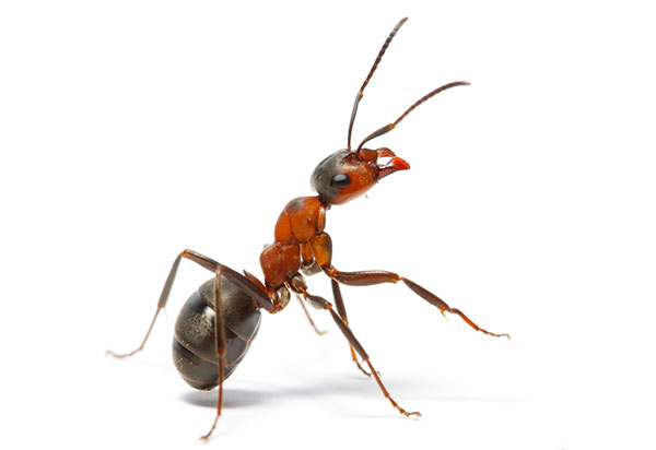 Videothumbnails Ant