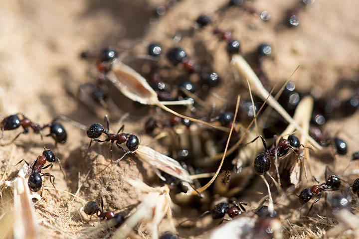 Colony of small ants